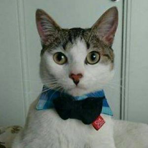 Cuello de camisa azul para perros y gatos